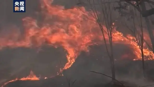 巴西茹克里森林公园大火 总面积的60%被烧毁