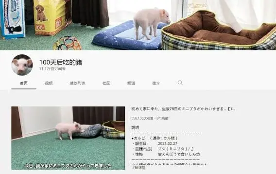 这个日本网红，直播养100天宠物猪，然后亲手杀掉吃了…