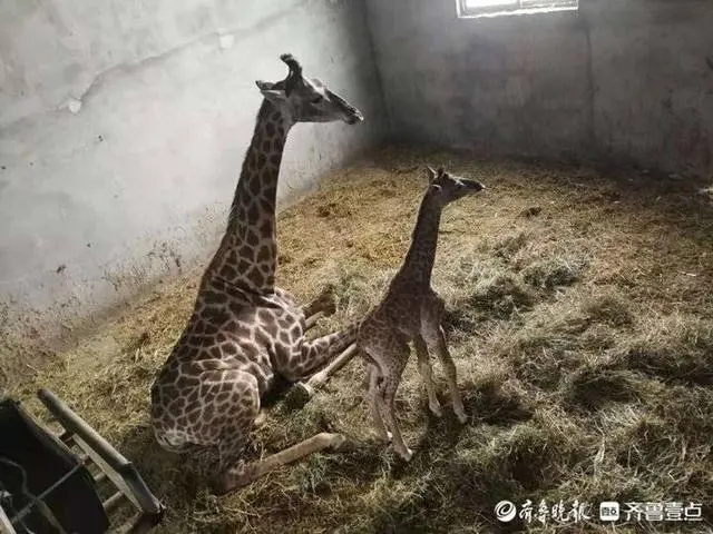 菏泽境内唯一一只长颈鹿顺利产下一只公仔，将于国庆节假期亮相