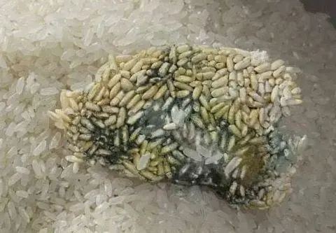 卫生组织声明：停止食用1种粗粮，它正在“掏空”你的肝脏，趁早丢