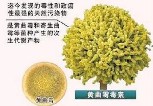 卫生组织声明：停止食用1种粗粮，它正在“掏空”你的肝脏，趁早丢