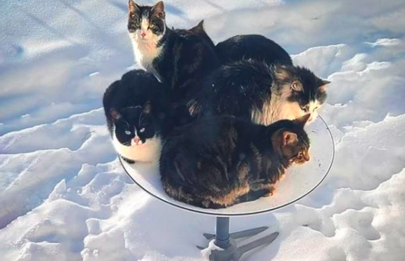 马斯克“卫星锅”成猫咪取暖器，工程师：猫是暖和了，网速慢得让人抓狂