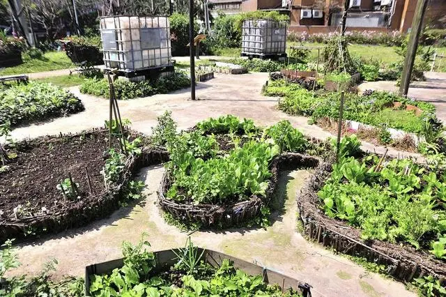 上海大姨提前“复产复工” 将小区草坪改成菜园忙种菜