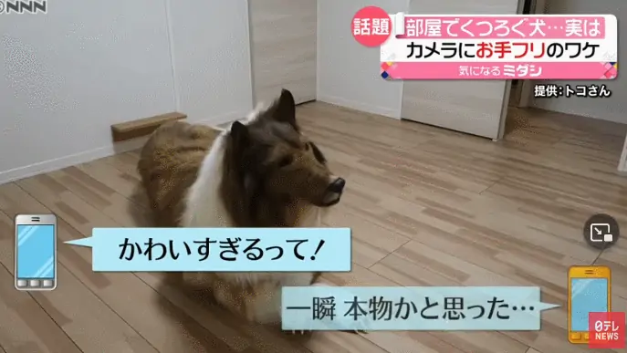 离奇！日本30多岁男子不想做人，花200万变身成“狗”？！竟然还上了电视…