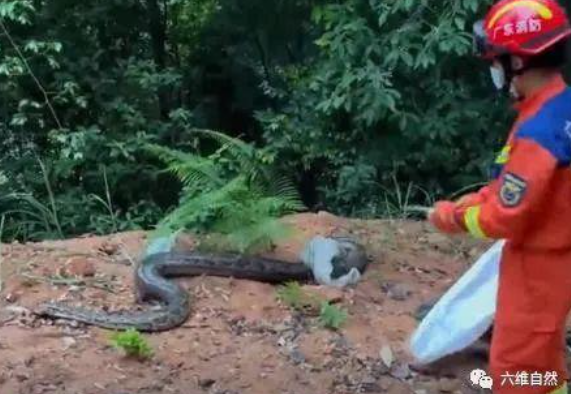 东莞一工地发现一条大蟒蛇，<a href="https://www.suddencrew.com/" target="_blank">日韩 精品 综合 丝袜 制服</a>长4米，重50斤，蟒蛇为什么受保护？