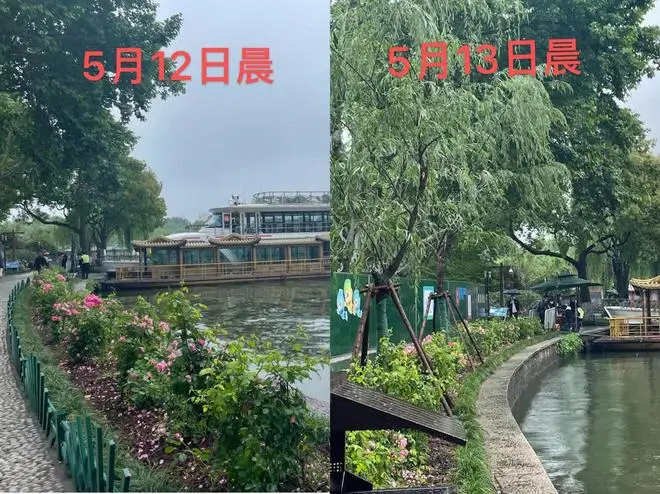 杭州西湖种回7棵柳树：群众曾称柳树“驼背”歪斜，有安全隐患，引热议后连夜补种