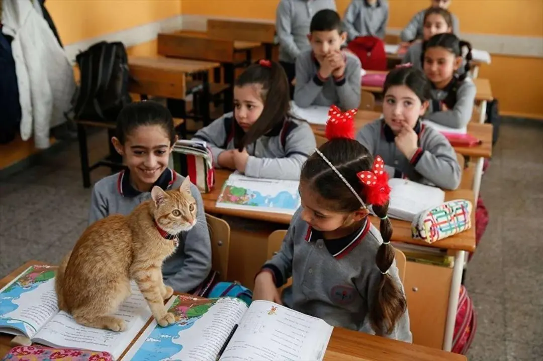 橘猫闯进土耳其小学课堂，每天陪学陪玩，还随着班主任放洋深造！