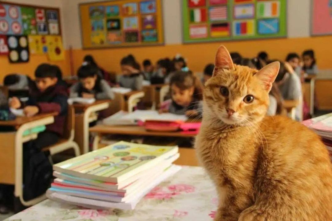 橘猫闯进土耳其小学课堂，每天陪学陪玩，还随着班主任放洋深造！