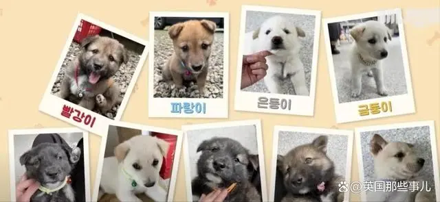 狗妈妈生9个仔，累成“藏狐”每天逃跑找肉吃，韩国专家：她是好妈妈！