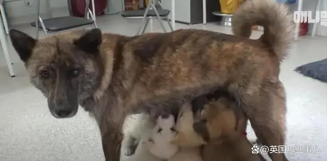 狗妈妈生9个仔，累成“藏狐”每天逃跑找肉吃，韩国专家：她是好妈妈！