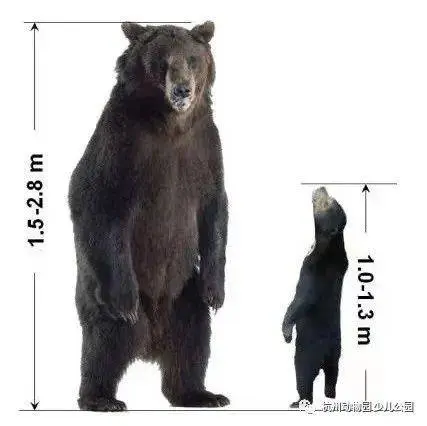 杭州动物园黑熊是东谈主假扮的？动物园辟谣：“我”是马来熊！
