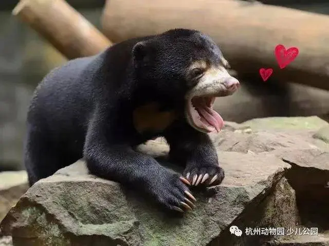 杭州动物园黑熊是东说念主假扮的？动物园辟谣：“我”是马来熊！
