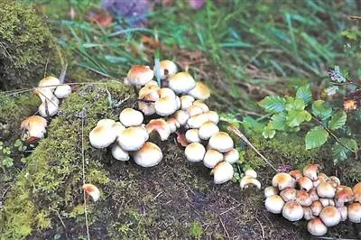 生涯｜好意思国：在缅因的丛林采蘑菇是种什么样的体验？