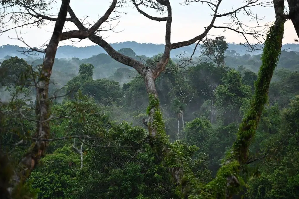 “历史性后果”：厄瓜多尔将拒接在亚马孙雨林保护区钻探石油