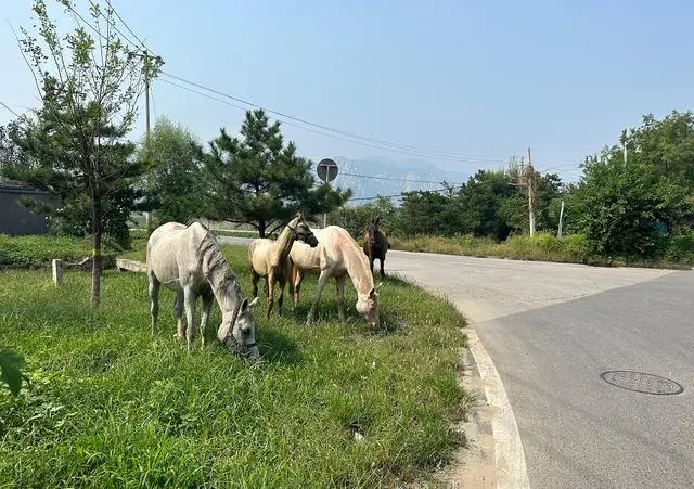 北京街头惊现4匹马，啥情况？