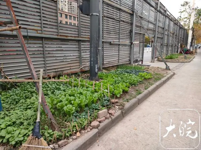 现场｜六安市区马路边笼罩很多“小菜园”