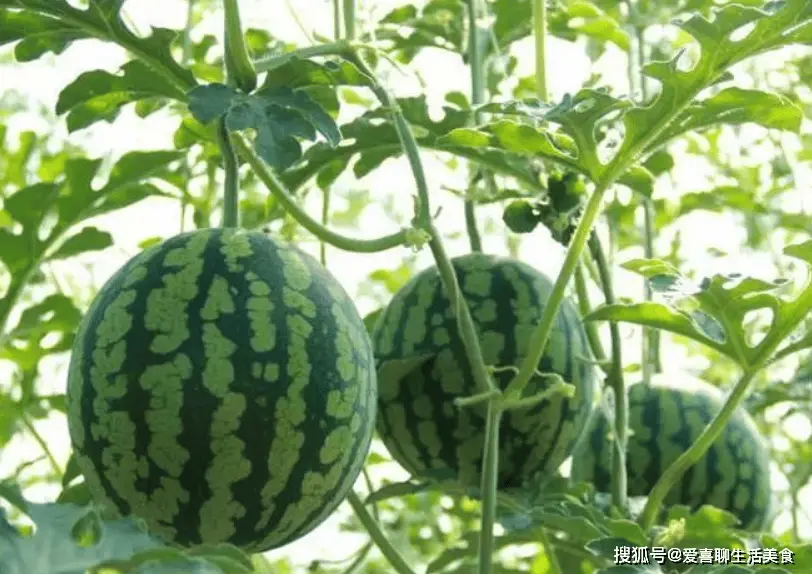 明天白露，饮食要忌嘴，再馋也不吃这3样，顺应时节，全家安康！