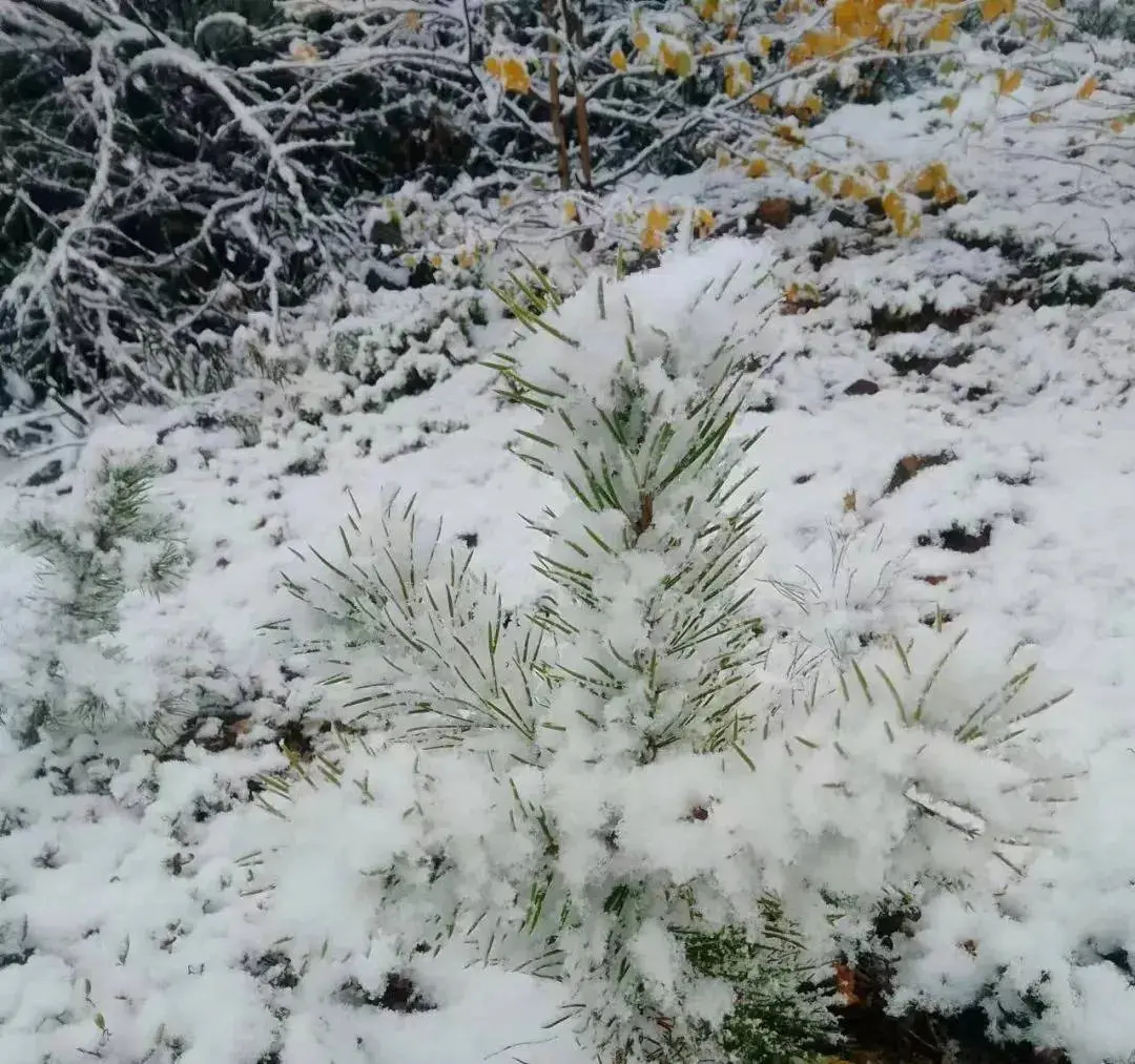 下雪了！黑龙江这里迎来初秋第一场降雪