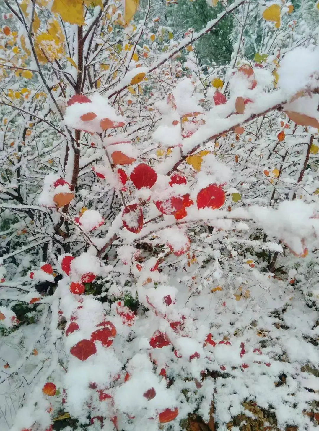 下雪了！黑龙江这里迎来初秋第一场降雪