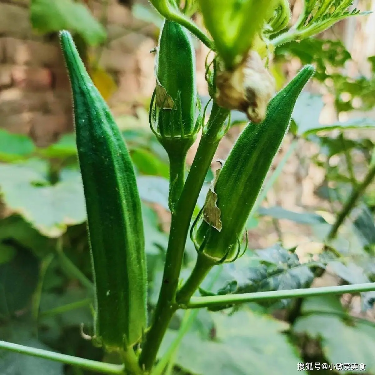 中老年东谈主！秋天握紧吃这谈“好意思容菜"，好意思肤抗老，强免疫！