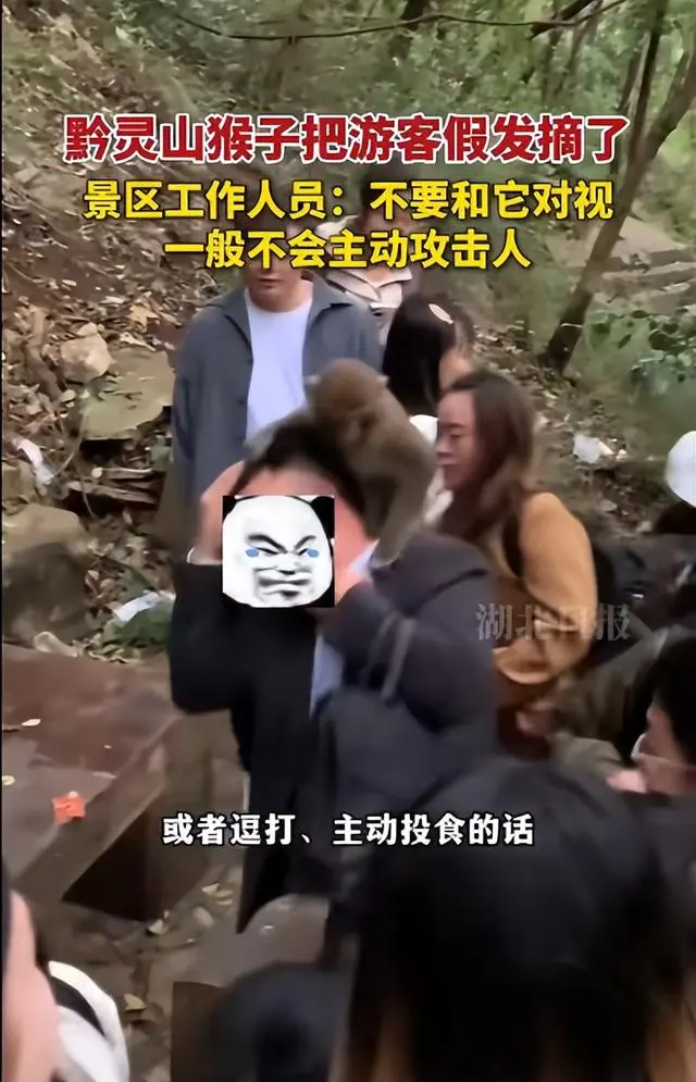 男人爬山被山公骑脖摘假发！网友：就挺秃然的……有名景区回话