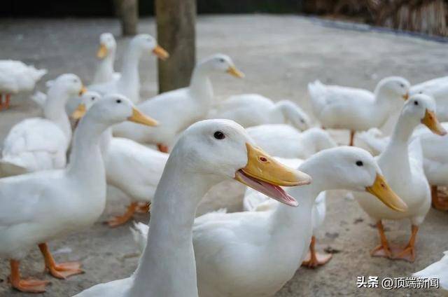 羽绒服价格大涨！竟与猪价有关