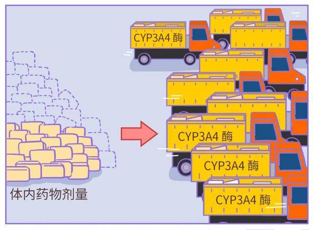 如果你在吃药，就最好别吃这种水果