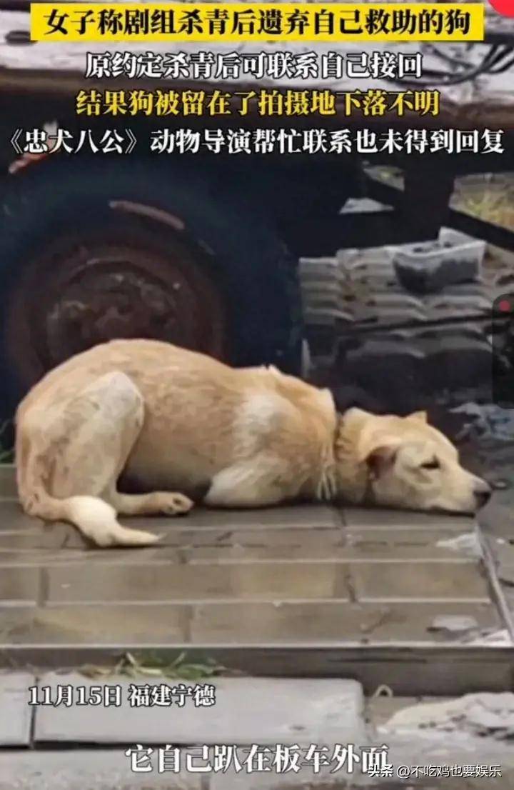 缺德！某剧组拍完将狗遗弃拍摄地，找到时狗淋着大雨