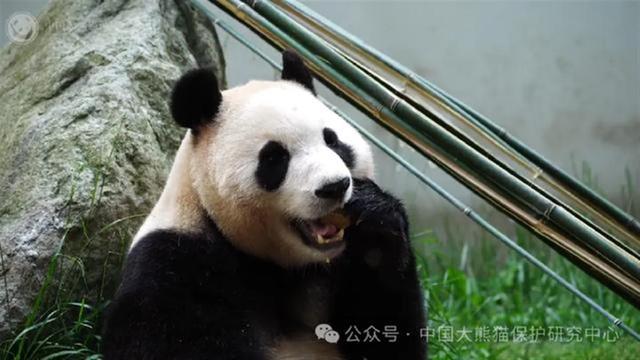 大熊猫“福宝”发抖165xx晓晓影院，官方最新回答：已收回内圈全面搜检，网友：但愿一切安好！