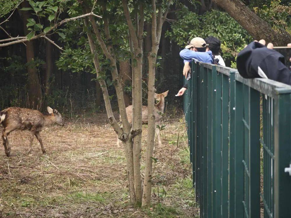 太一刹！“顶流”一死一伤，死因恭候说明...