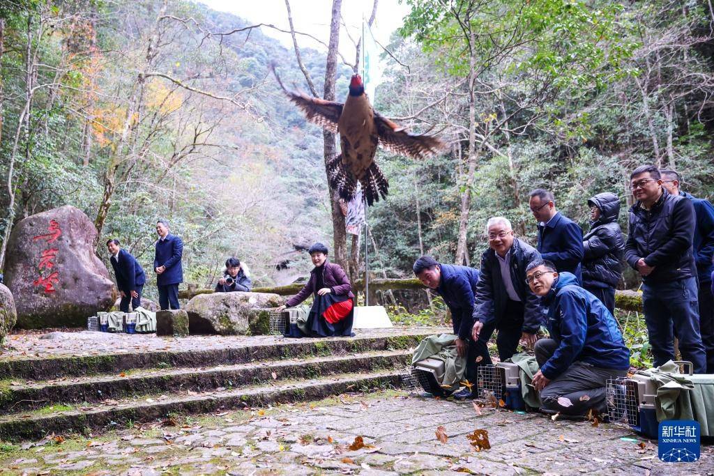 浙江泰顺：黄腹角雉郊野放归