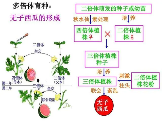 为什么把种子送上太空再下来种，种出来的东西比较大？