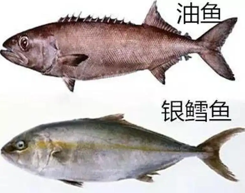 油鱼有多可怕？人吃后批股会漏油3天，遭多国禁止后仍有人食用？