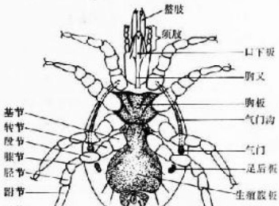 晒被子后有“太阳味”，是因为螨虫被烤焦了？科学家：太阳的功劳