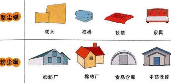 晒被子后有“太阳味”，是因为螨虫被烤焦了？科学家：太阳的功劳