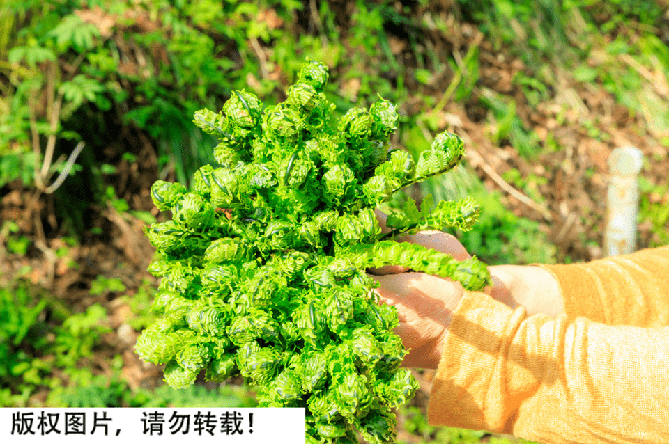 紧急提醒！别再乱挖野菜吃了，严重可致命！快告诉家里人