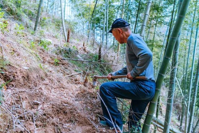 春笋，山野林间的春天味道