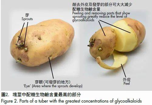 这12种食物有毒，吃之前怎么处理？必须手把手教你