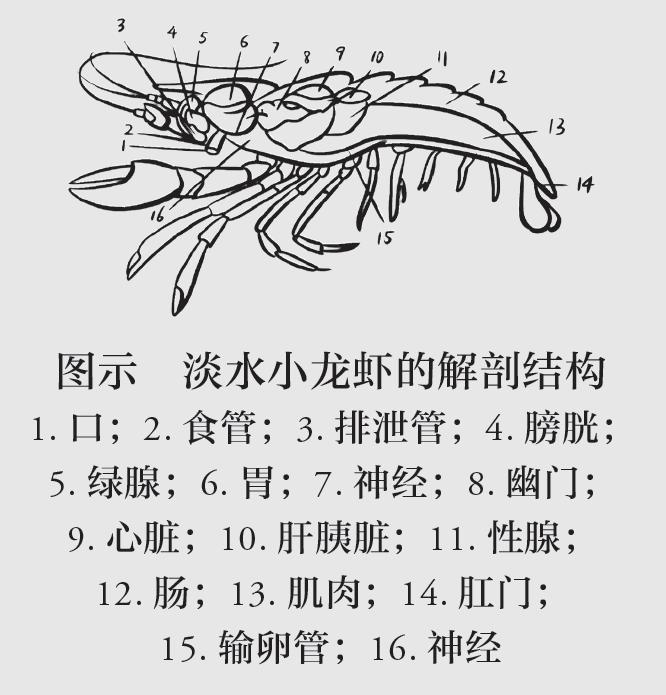 小龙虾毒素多？怎样才能放心吃？