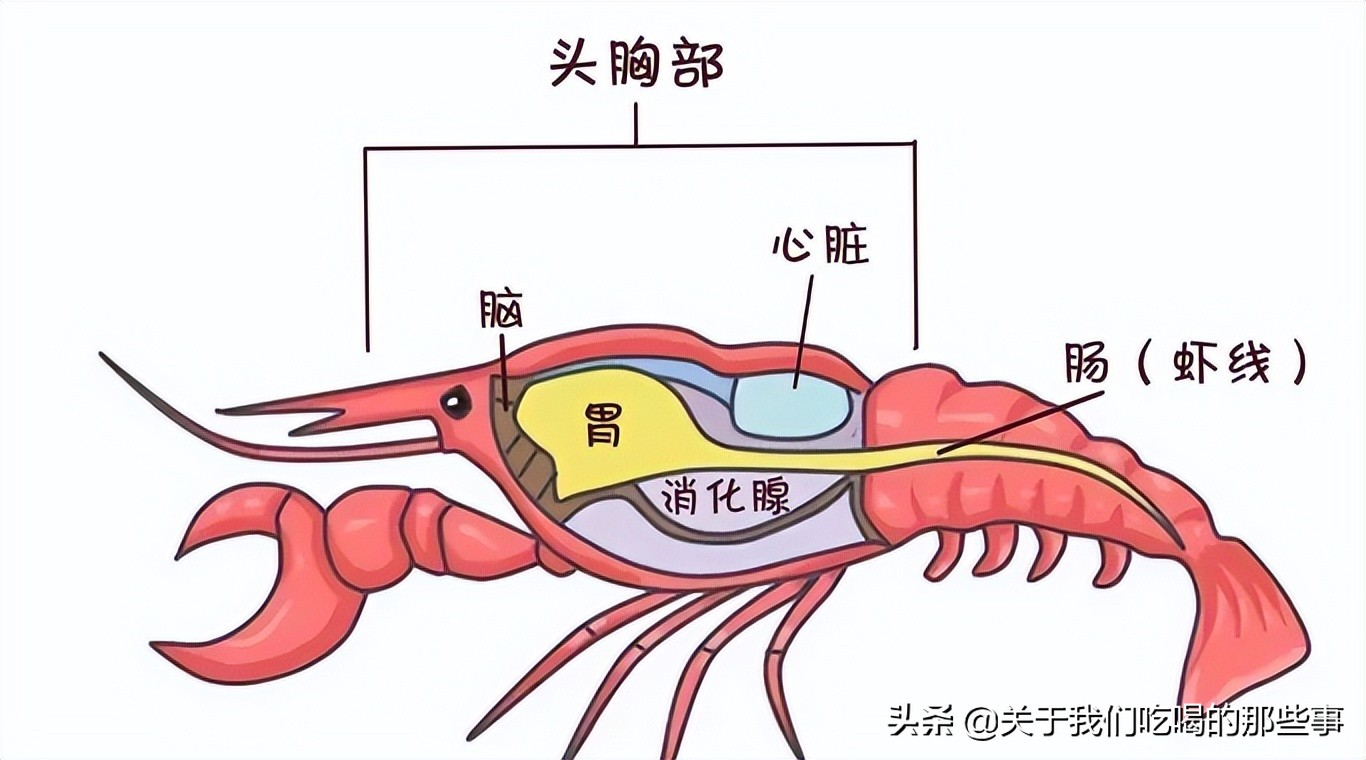 吃小龙虾，虾头里的黄SE，是虾黄还是虾屎？吃了多年，终于明白了