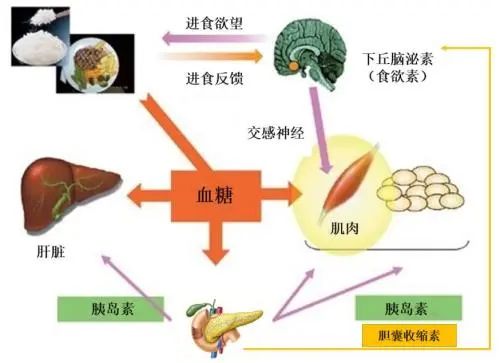 天气越来越热，怎么吃更经力充沛？