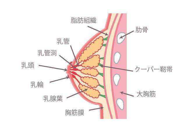 女新穿文胸能丰胸？能致癌？关于女新文胸的谣言怎么这么多！