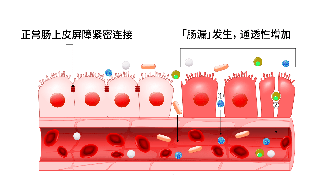 你的便便中，可能藏着永葆青春的秘密