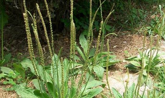 农村路边最常见的4种野菜，却都是妇科良要，常吃好处多多