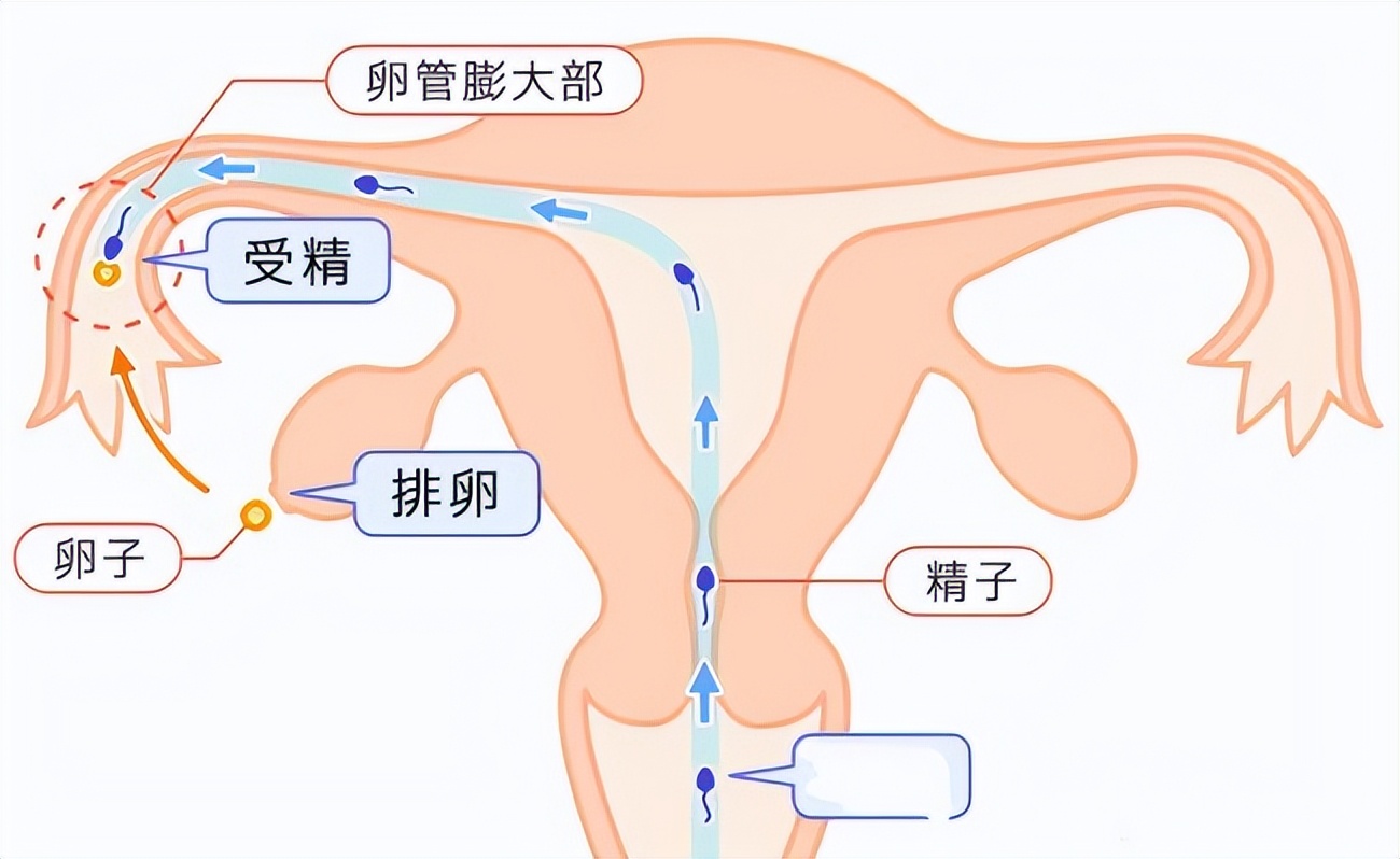 科学家拍到：经子和卵子结合的那一刻，真的会瞬间爆发出巨大闪光