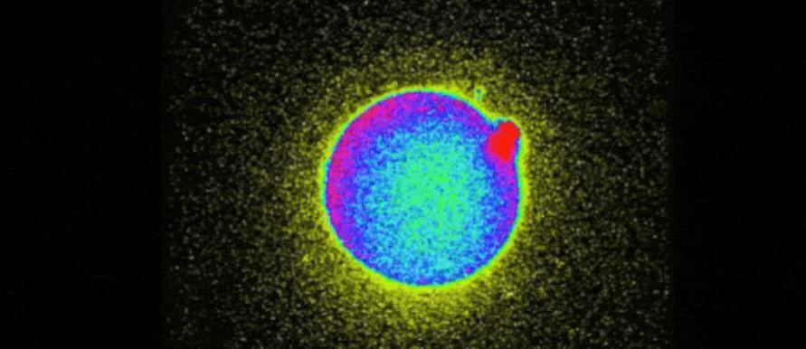 科学家拍到：经子和卵子结合的那一刻，真的会瞬间爆发出巨大闪光