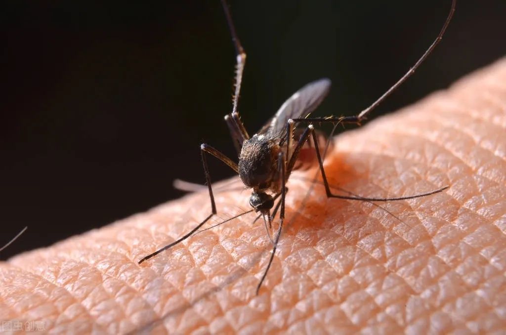 O型血的人易被蚊子叮？科学家：没有这种说法，这些人才最招蚊子