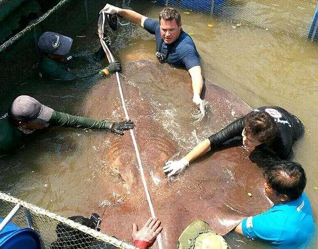 重300公斤！湄公河捕获全球最大淡水鱼，科学家竟对其知之甚少