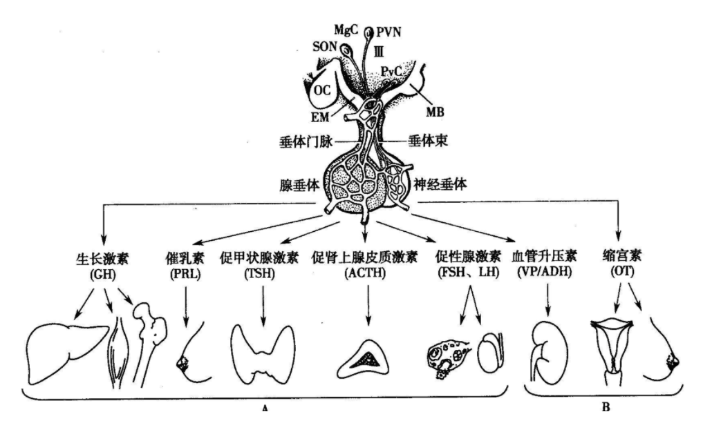 中国53万儿童新早熟，“毁掉”孩子的并非豆浆炸机，父母应该反思