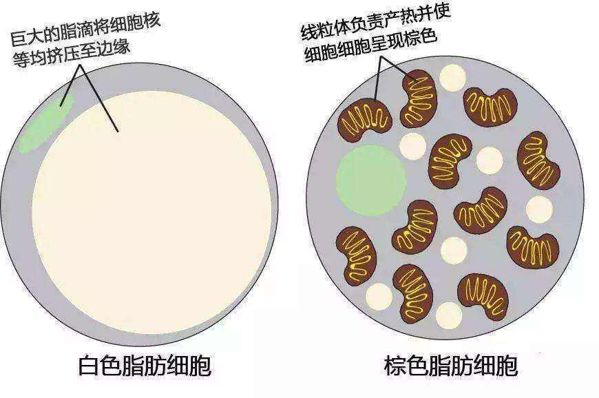 为什么说大腹便便的“腹型肥胖”特别不好？因为都是“白SE脂肪”